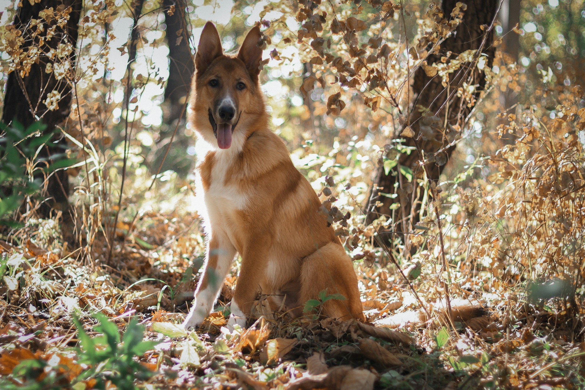 Tan dog sitting in a wooded setting