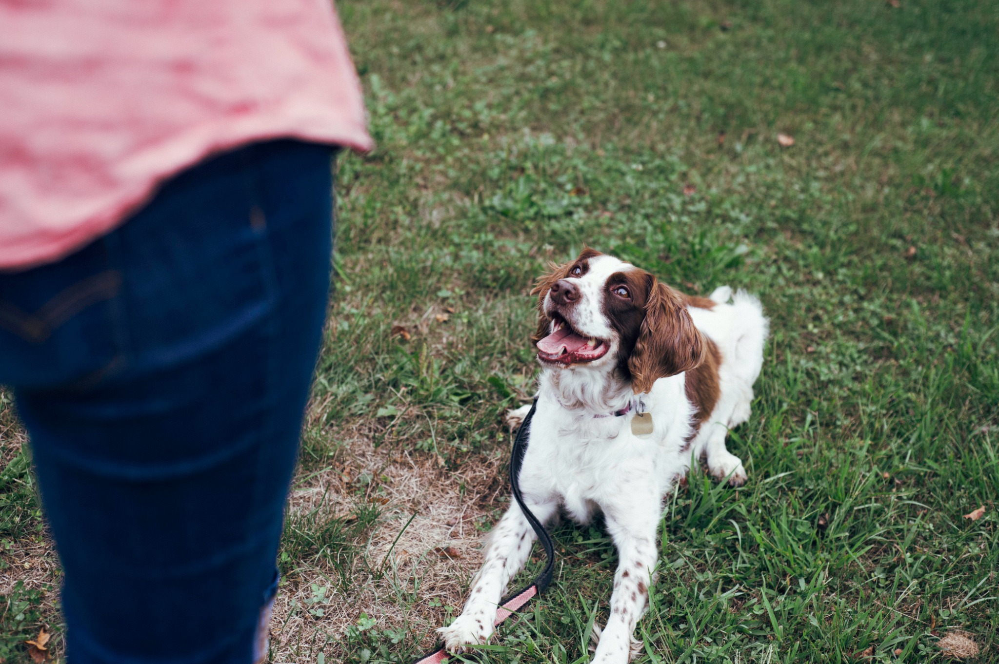 Brown and white dog looking toward a trainer outdoors