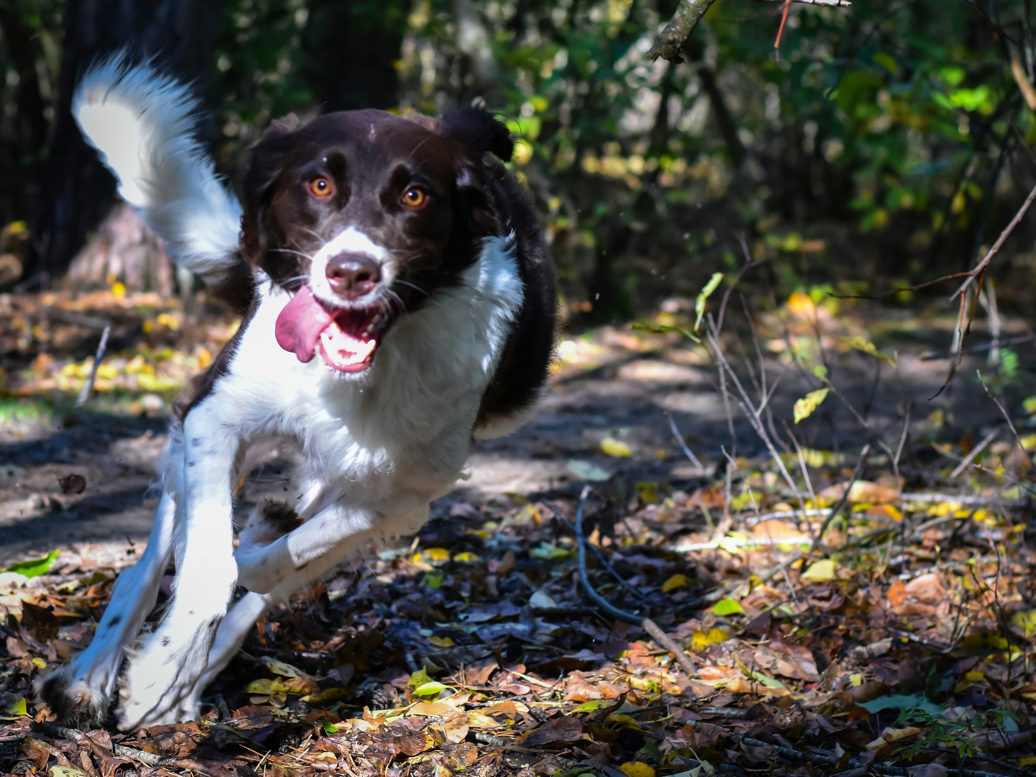 Black and white dog running through the woods